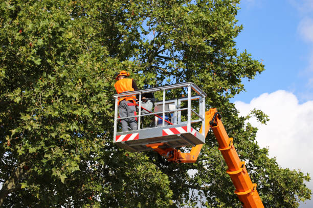 Best Stump Grinding and Removal  in Lake View, AL