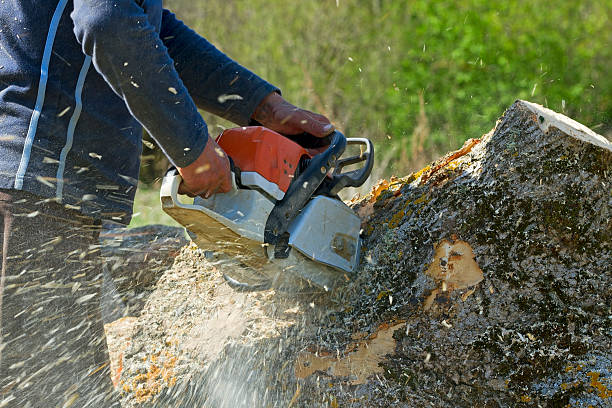 Best Lawn Disease Treatment  in Lake View, AL